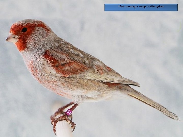 Noir mosaïque rouge à ailes grises 