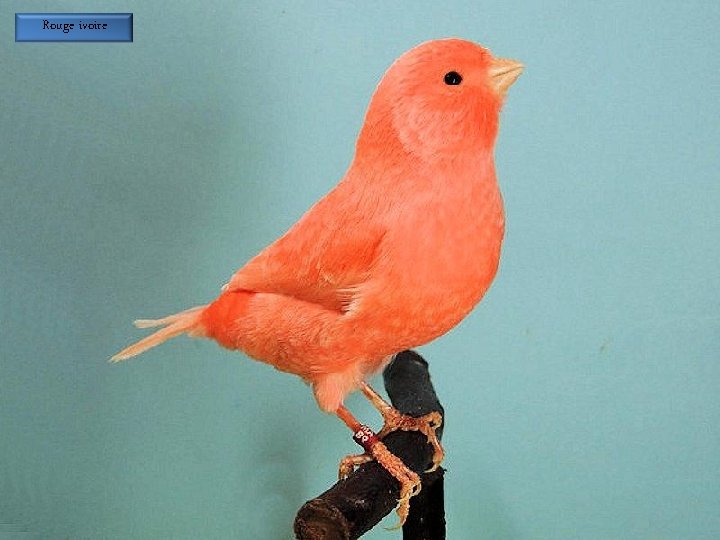 Rouge ivoire 