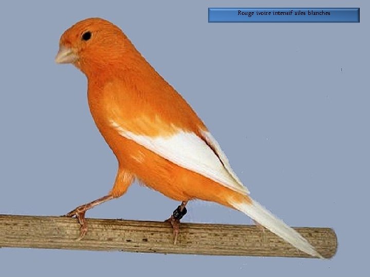 Rouge ivoire intensif ailes blanches 