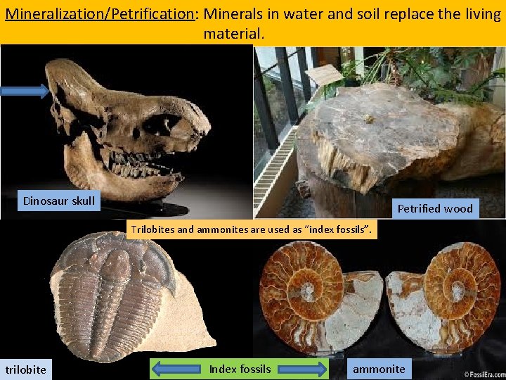 Mineralization/Petrification: Minerals in water and soil replace the living material. Dinosaur skull Petrified wood