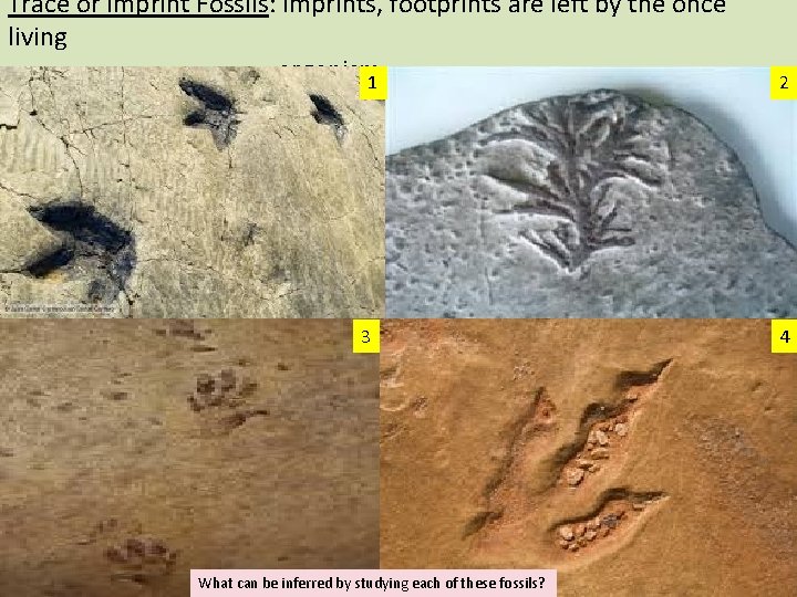 Trace or Imprint Fossils: Imprints, footprints are left by the once living organism 1