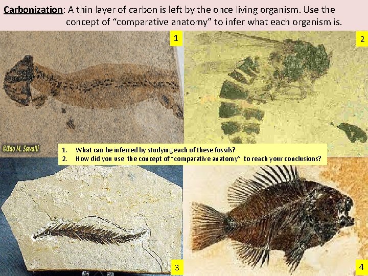 Carbonization: A thin layer of carbon is left by the once living organism. Use