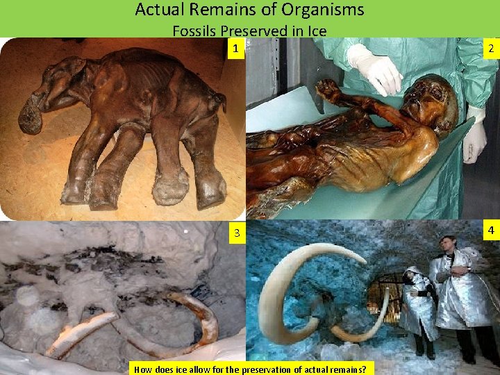 Actual Remains of Organisms Fossils Preserved in Ice 1 2 3 4 How does