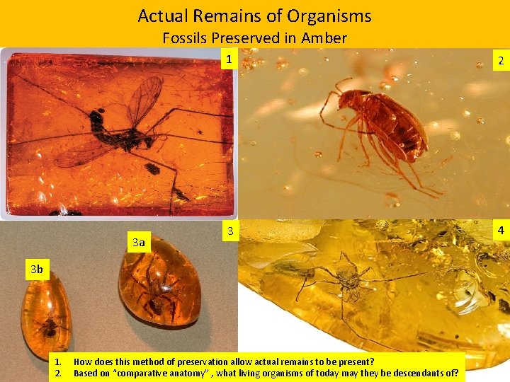 Actual Remains of Organisms Fossils Preserved in Amber 3 a 1 2 3 4