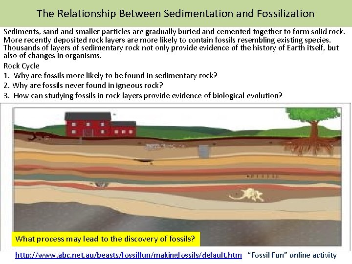 The Relationship Between Sedimentation and Fossilization Sediments, sand smaller particles are gradually buried and