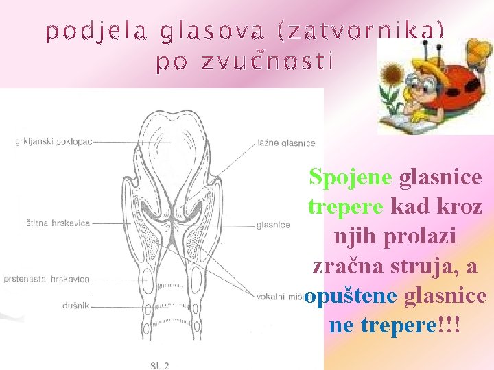 Spojene glasnice trepere kad kroz njih prolazi zračna struja, a opuštene glasnice ne trepere!!!