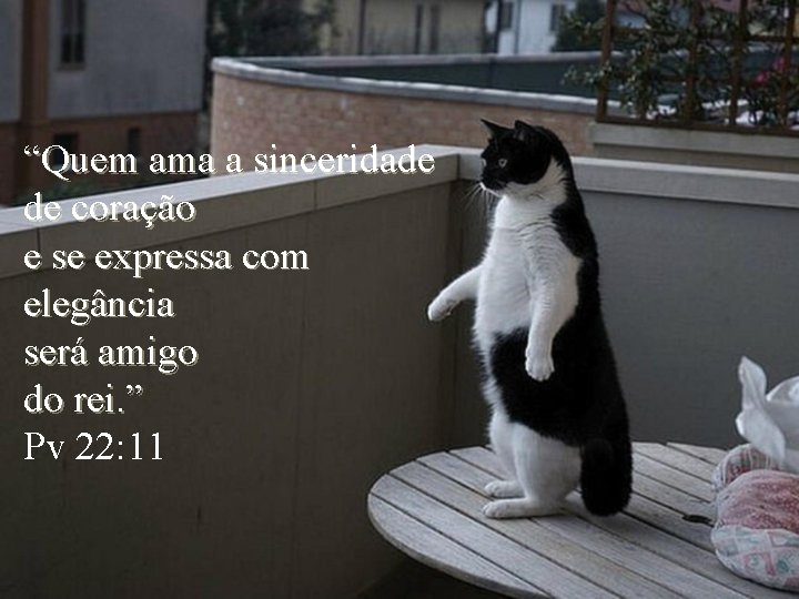 “Quem ama a sinceridade de coração e se expressa com elegância será amigo do