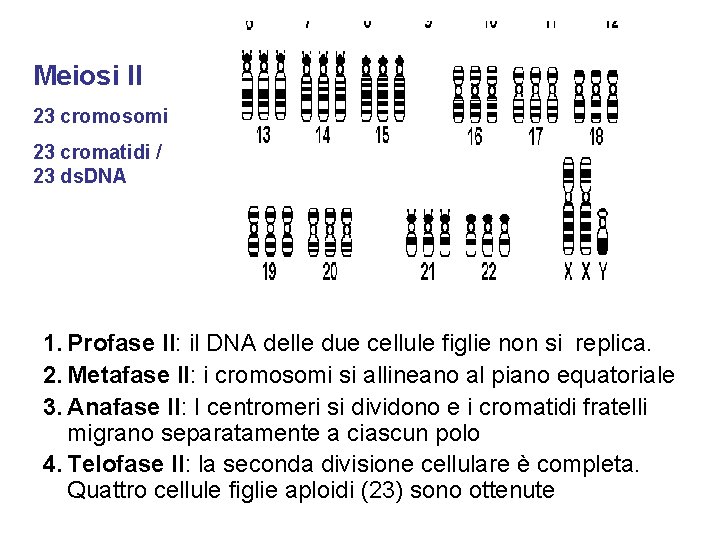 Meiosi II 23 cromosomi 23 cromatidi / 23 ds. DNA 1. Profase II: il