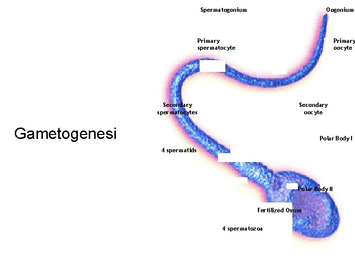 Spermatogonium Oogonium Primary spermatocyte Primary oocyte Secondary spermatocytes Secondary oocyte Gametogenesi Polar Body I