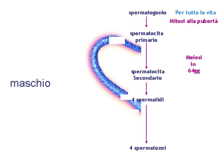 Oogonium spermatogonio Per tutta la vita Mitosi alla pubertà Primary oocyte spermatocita primario maschio