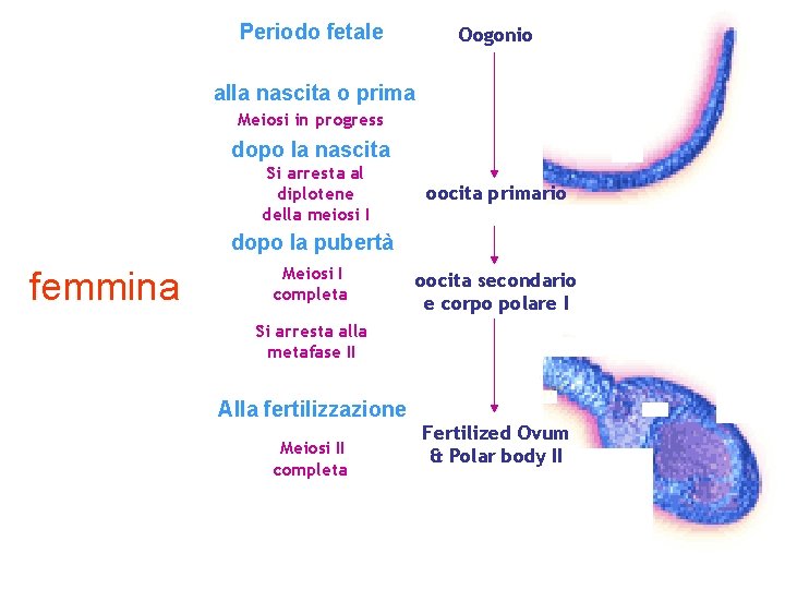Periodo fetale Oogonio Mitosis alla nascita o prima Meiosi in progress dopo la nascita