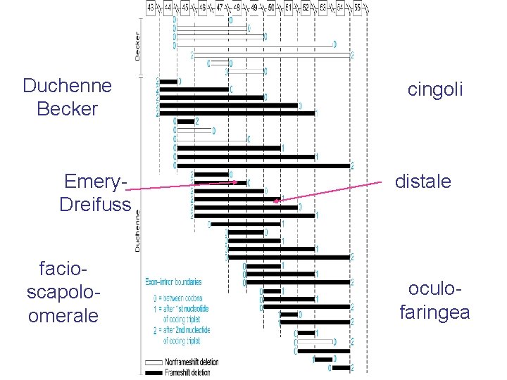 Duchenne Becker Emery. Dreifuss facioscapoloomerale cingoli distale oculo- faringea 