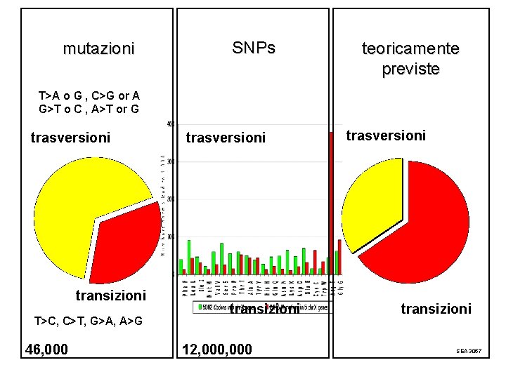 mutazioni SNPs teoricamente previste T>A o G , C>G or A G>T o C