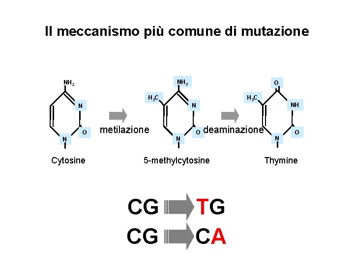 Il meccanismo più comune di mutazione NH 2 H 3 C N Cytosine H