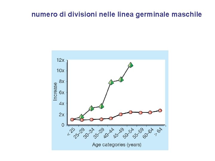numero di divisioni nelle linea germinale maschile 