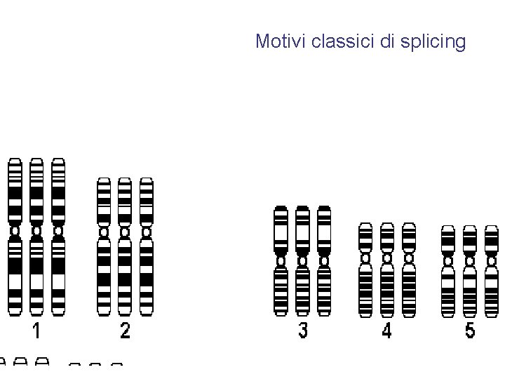 Motivi classici di splicing 