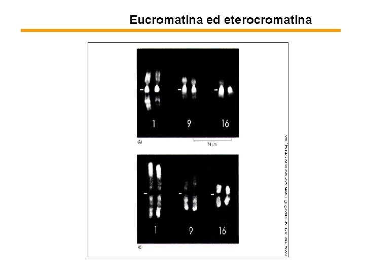 Eucromatina ed eterocromatina 