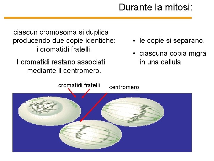 Durante la mitosi: ciascun cromosoma si duplica • le copie si separano. producendo due