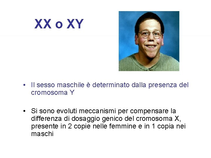 XX o XY • Il sesso maschile è determinato dalla presenza del cromosoma Y