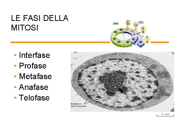 LE FASI DELLA MITOSI • Interfase • Profase • Metafase • Anafase • Telofase