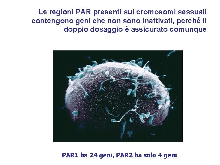 Le regioni PAR presenti sui cromosomi sessuali contengono geni che non sono inattivati, perché