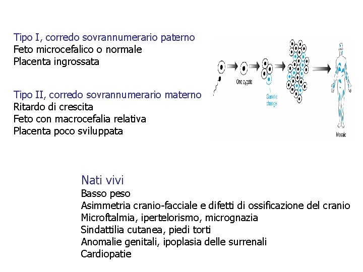 Tipo I, corredo sovrannumerario paterno Feto microcefalico o normale Placenta ingrossata Tipo II, corredo