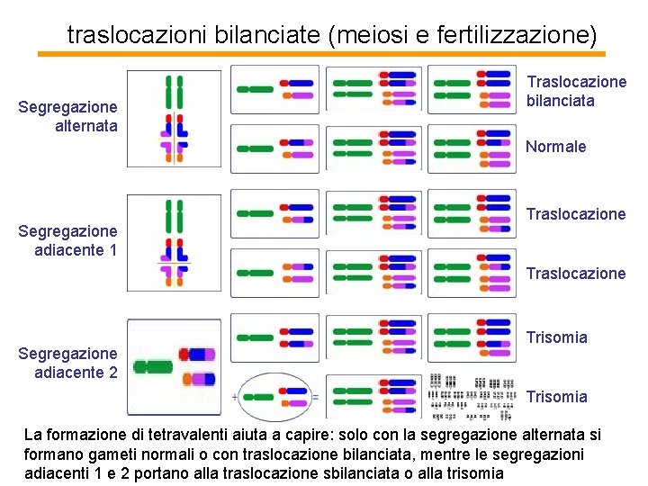 traslocazioni bilanciate (meiosi e fertilizzazione) Segregazione alternata Traslocazione bilanciata Normale Segregazione adiacente 1 Traslocazione