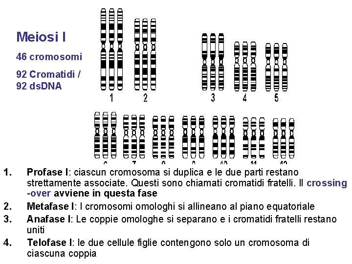 Meiosi I 46 cromosomi 92 Cromatidi / 92 ds. DNA 1. 2. 3. 4.