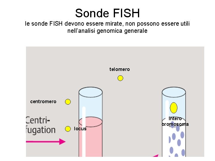 Sonde FISH le sonde FISH devono essere mirate, non possono essere utili nell’analisi genomica