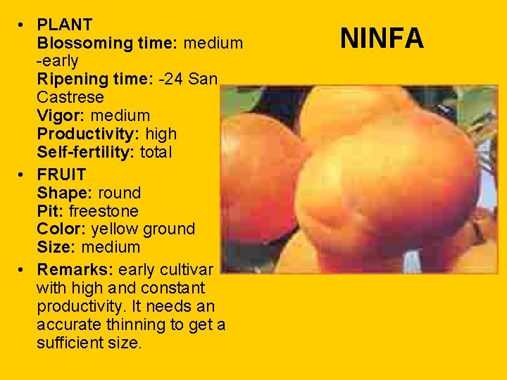  • PLANT Blossoming time: medium -early Ripening time: -24 San Castrese Vigor: medium