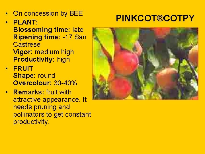  • On concession by BEE • PLANT: Blossoming time: late Ripening time: -17