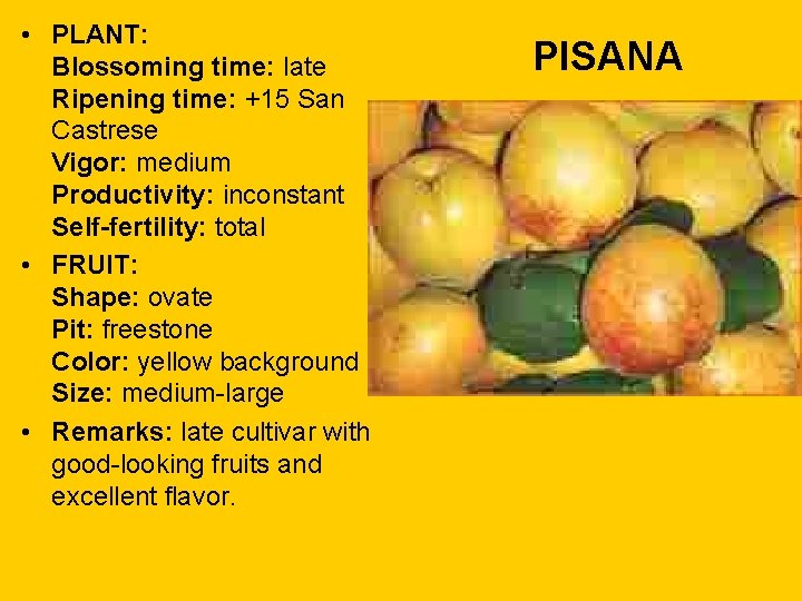  • PLANT: Blossoming time: late Ripening time: +15 San Castrese Vigor: medium Productivity: