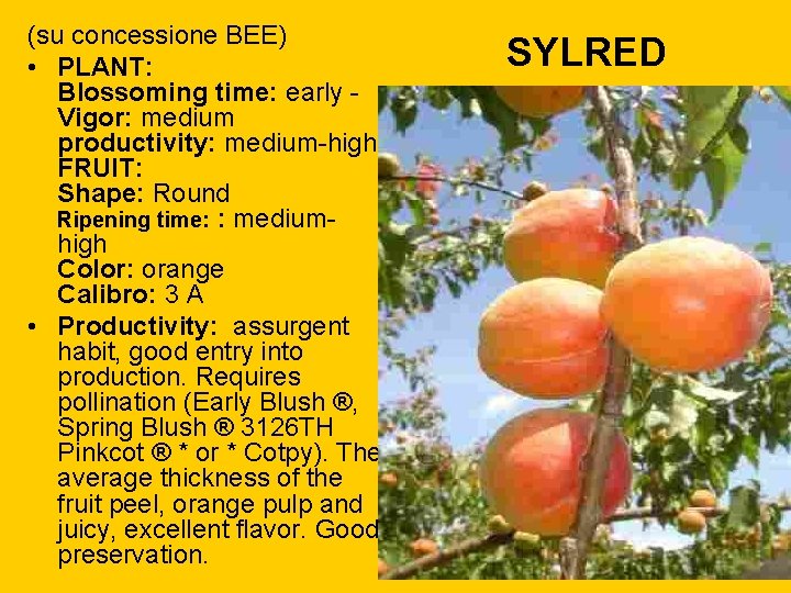 (su concessione BEE) • PLANT: Blossoming time: early - Vigor: medium productivity: medium-high FRUIT: