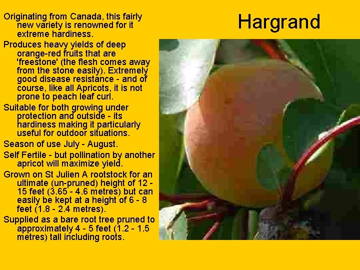 Originating from Canada, this fairly new variety is renowned for it extreme hardiness. Produces