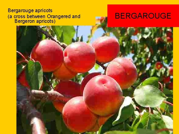 Bergarouge apricots (a cross between Orangered and Bergeron apricots) BERGAROUGE 