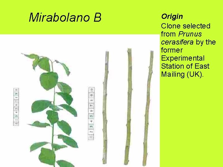 Mirabolano B Origin Clone selected from Prunus cerasifera by the former Experimental Station of