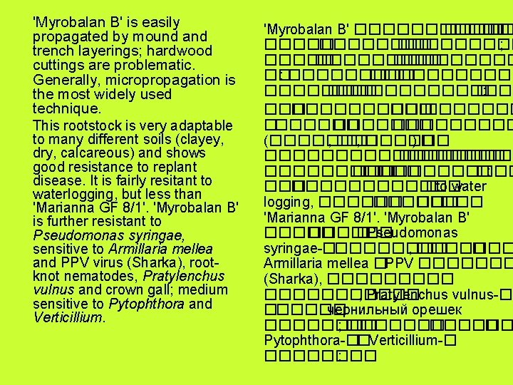 'Myrobalan B' is easily propagated by mound and trench layerings; hardwood cuttings are problematic.