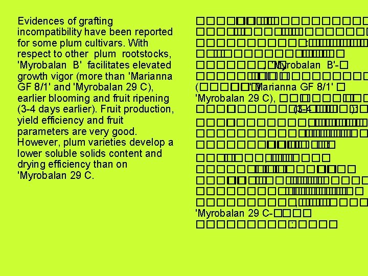  Evidences of grafting incompatibility have been reported for some plum cultivars. With respect