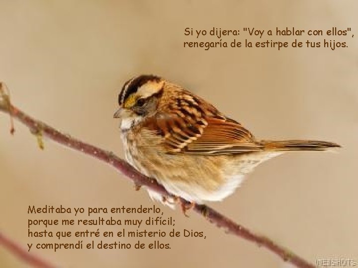 Si yo dijera: "Voy a hablar con ellos", renegaría de la estirpe de tus