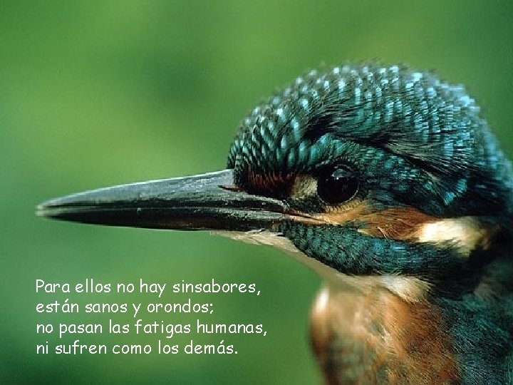 Para ellos no hay sinsabores, están sanos y orondos; no pasan las fatigas humanas,