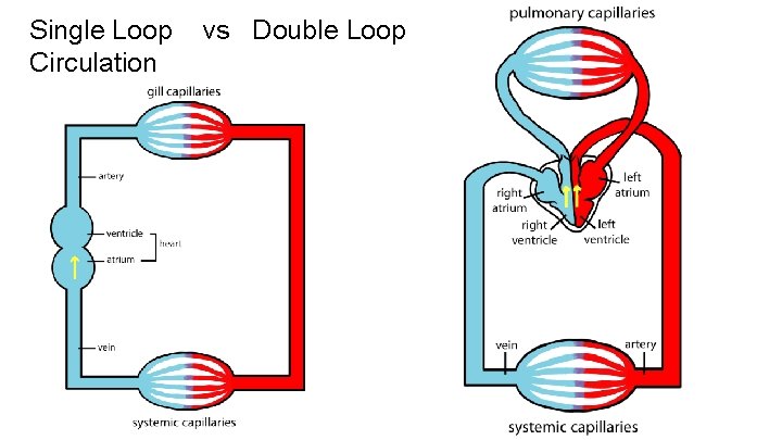 Single Loop Circulation vs Double Loop 