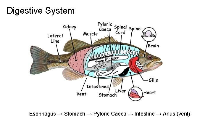 Digestive System Esophagus → Stomach → Pyloric Caeca → Intestine → Anus (vent) 