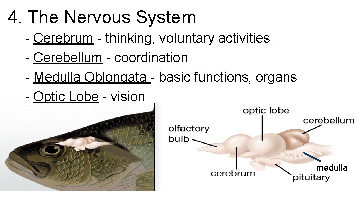 4. The Nervous System - Cerebrum - thinking, voluntary activities - Cerebellum - coordination
