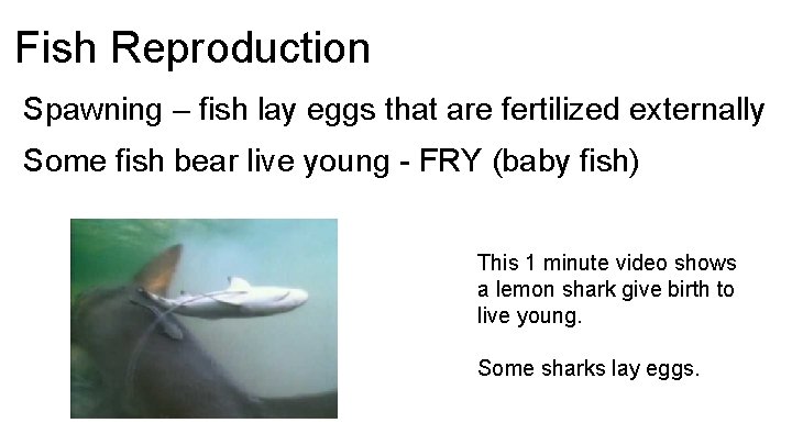 Fish Reproduction Spawning – fish lay eggs that are fertilized externally Some fish bear