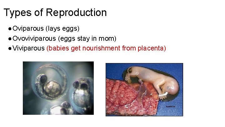 Types of Reproduction ●Oviparous (lays eggs) ●Ovoviviparous (eggs stay in mom) ●Viviparous (babies get