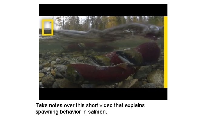 Take notes over this short video that explains spawning behavior in salmon. 