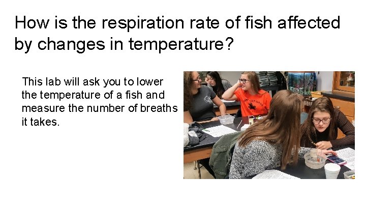 How is the respiration rate of fish affected by changes in temperature? This lab