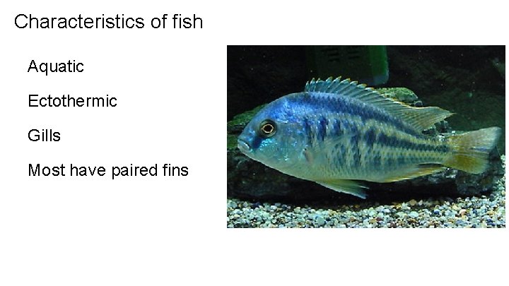 Characteristics of fish Aquatic Ectothermic Gills Most have paired fins 