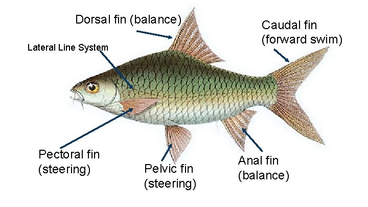 Dorsal fin (balance) Lateral Line System Pectoral fin (steering) Pelvic fin (steering) Caudal fin