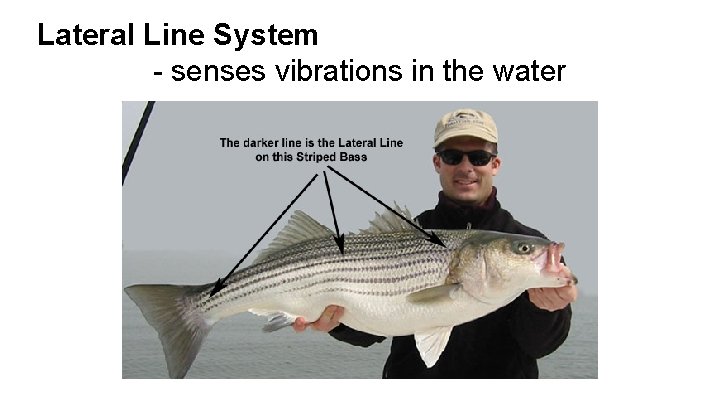 Lateral Line System - senses vibrations in the water 